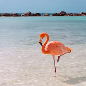 Escape to the ABC Islands