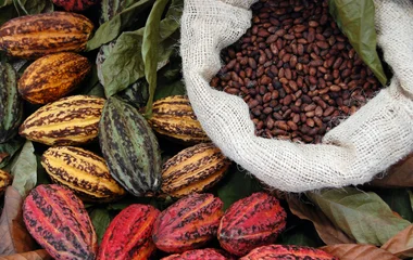 Cacao