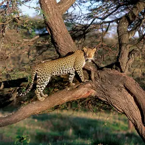 Merveilles australes