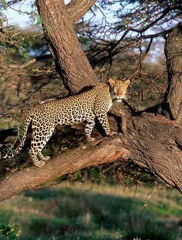 Merveilles australes