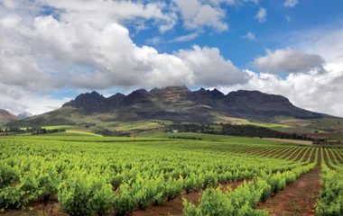 Vignobles en Afrique du Sud
