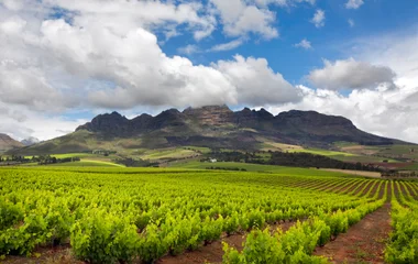 Vignobles en Afrique du Sud