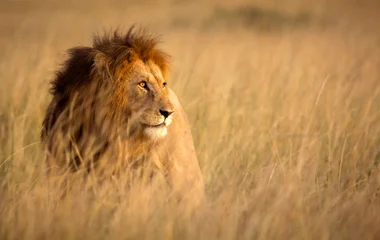 kilimandjaro tanzanie