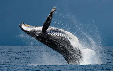Rencontre des baleines à bosse (de juillet à Septembre)