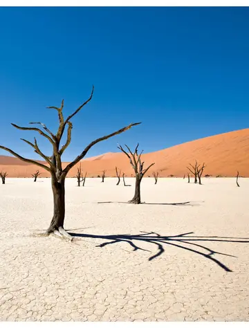 Variations fauves - Eté (à partir de juil. 26)