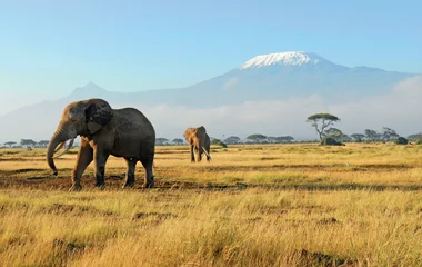 Manyara, Serengeti et Ngorongoro : safaris mythiques