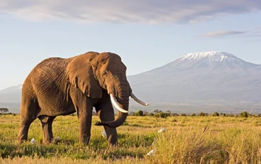 Animaux en safari