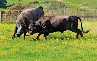 Taureaux en Andalousie