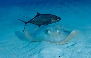stingray and fish