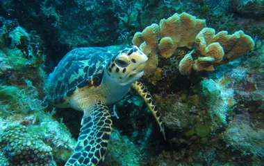 sea turtle
