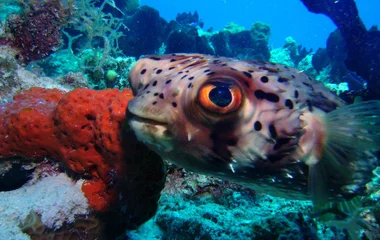 puffer fish