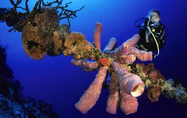 coral and sponges
