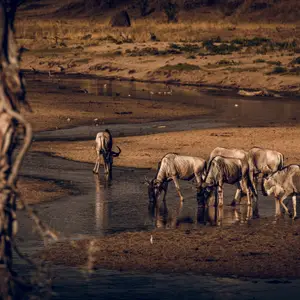 Les plaines de Tanzanie