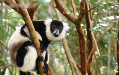La recherche du plus grand des lémuriens, l'Indri Indri