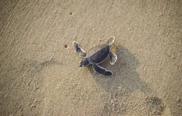 Tortue à Cherating