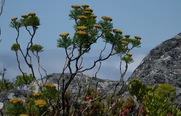 Table mountain
