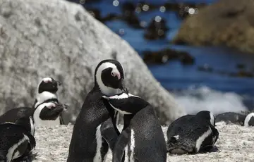 Manchots à Boulders Beach en Afrique du Sud