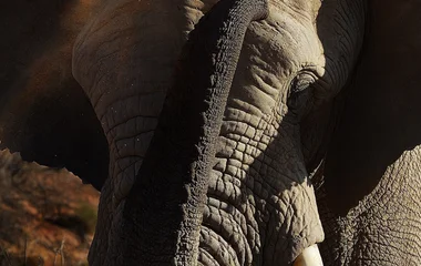 Éléphants en Afrique du Sud