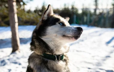 Cão husky em cenário de neve