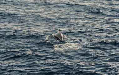 L'observation des baleines sur le Saint Laurent