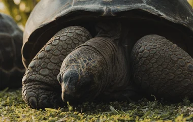Tortue aux Seychelles