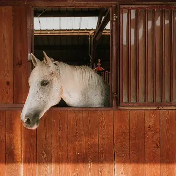 Passeggiate a cavallo nel parco delle Madonie