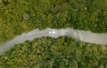 Natura verde