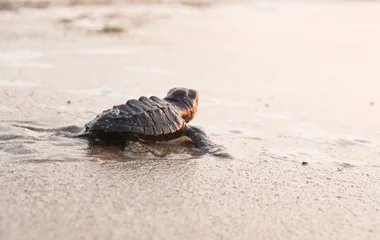 En terre animale