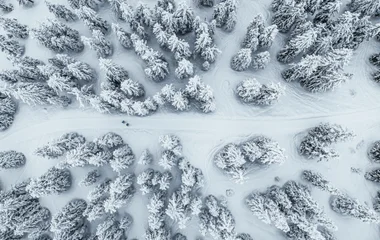 Sapins enneigés à La Rosière