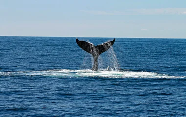 Baleine dans l'eau