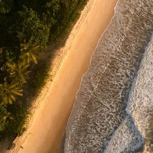 Nature guyanaise et caribéenne