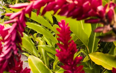 Fleurs en Martinique