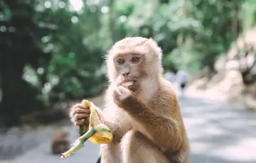 Forêt des singes d'Ubud