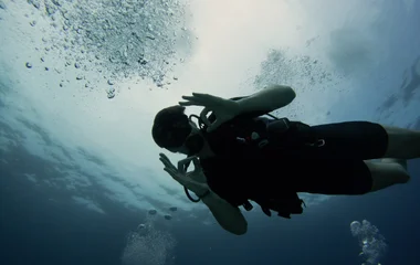 nurse shark wildlife sea creatures scuba diving excursions