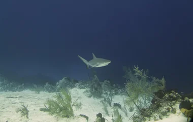Reef exploration