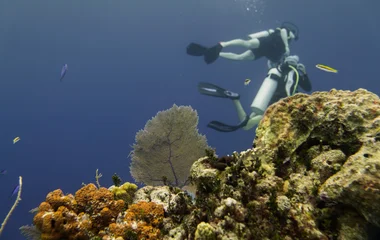 Buceo en las Bahamas.