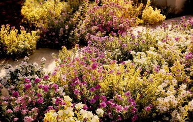 fleurs