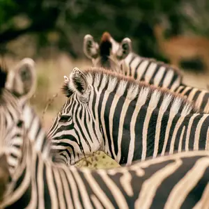 Voyage en Afrique du Sud en octobre : la période idéale