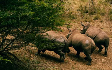 Rhinocéros en Afrique du Sud
