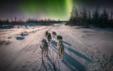 canada balade en chiens de traîneau