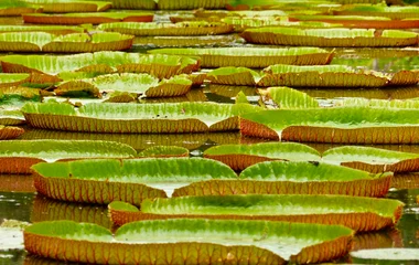 île maurice jardin botanique des pamplemousses
