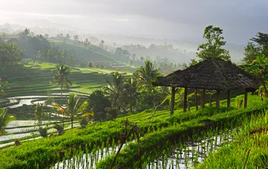 rizières indonésie bali