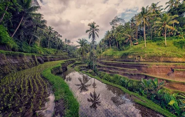 indonésie rizières
