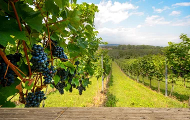 les vignobles en Sicile