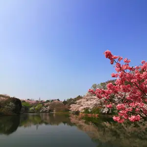 Que faire au Japon ?