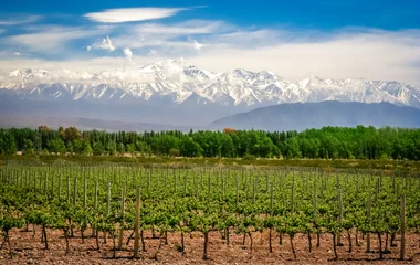 argentine