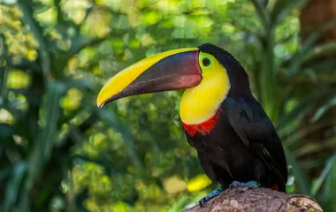 Oiseau au Costa Rica