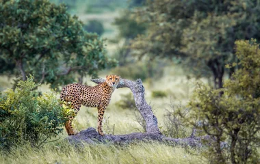 afrique Kruger Park