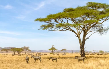 parc national du serengeti tanzanie