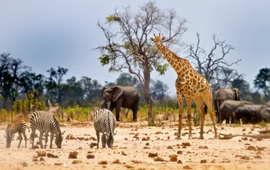 Zimbabwe